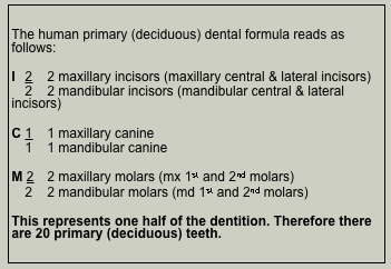dental formula human deciduous teeth