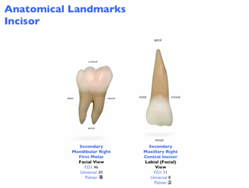 anatomical_landmarksHB2_Image.png