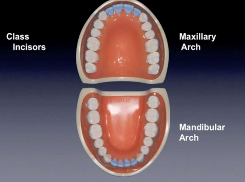 anterior_and_posterior_teethHB2_Image.jpg