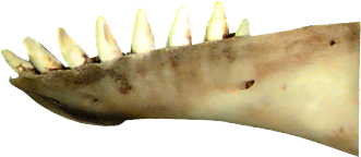 beluga_whale_sagittal.png