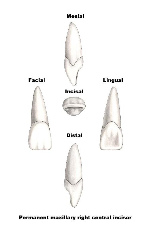 incisor_surfaces.jpg