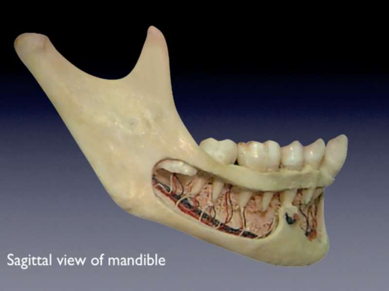 mandible_sagittalHB2_Image.jpg