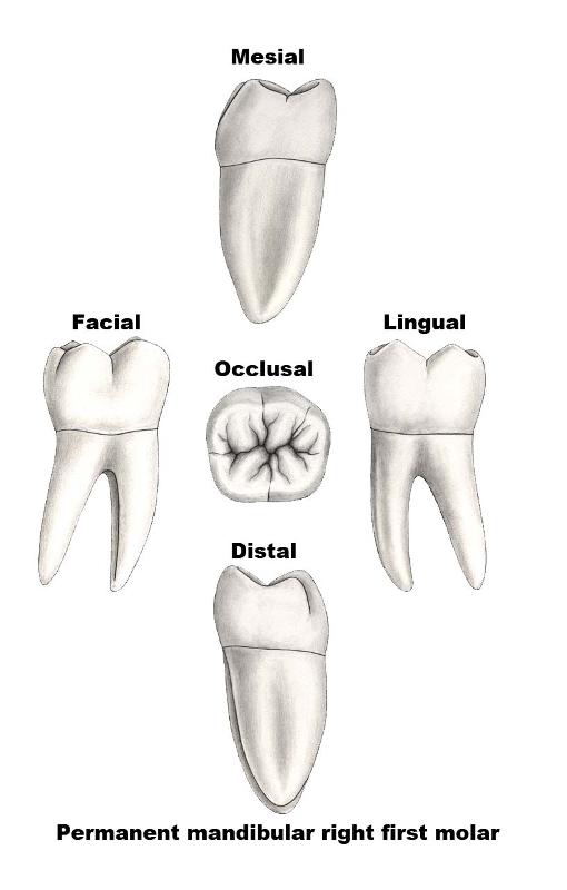 molar_surfaces.jpg