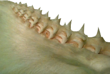 shark_close_up.png