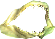 shark_jaw_trans.png