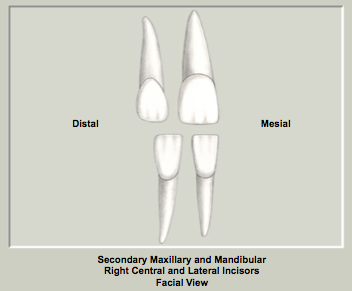 permanent maxillary incisors incisors