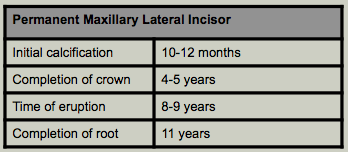Permanent Maxillary Incisors