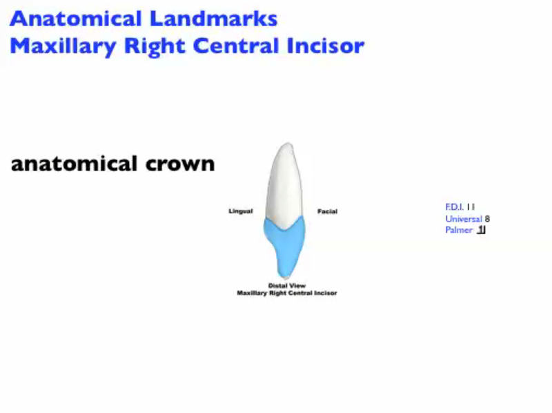 anatomical_landmarks_mx_central_incisor_D_Image.png