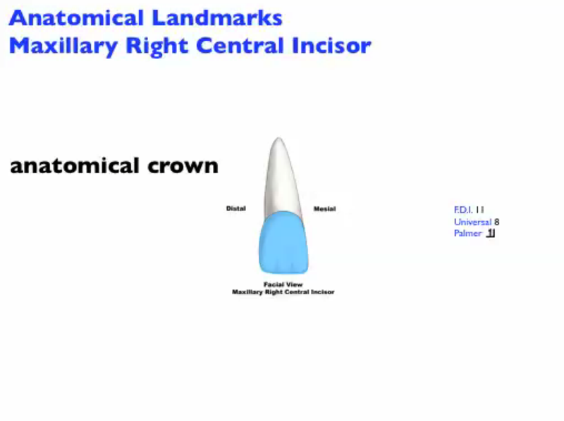 anatomical_landmarks_mx_central_incisor_F_Image.png