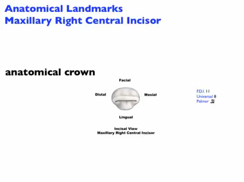 anatomical_landmarks_mx_central_incisor_Incisal_Image.png
