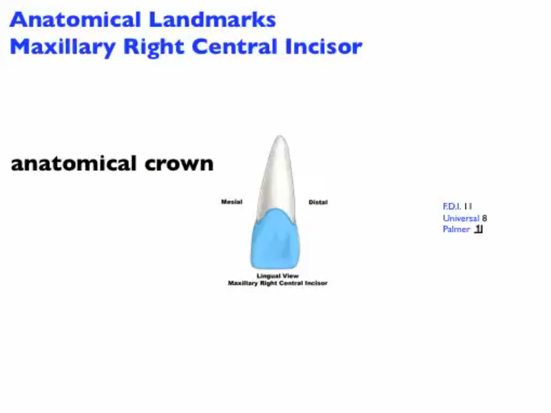 anatomical_landmarks_mx_central_incisor_L_Image.png