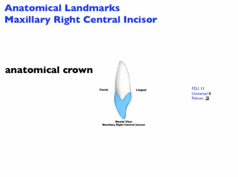anatomical_landmarks_mx_central_incisor_M_Image.png