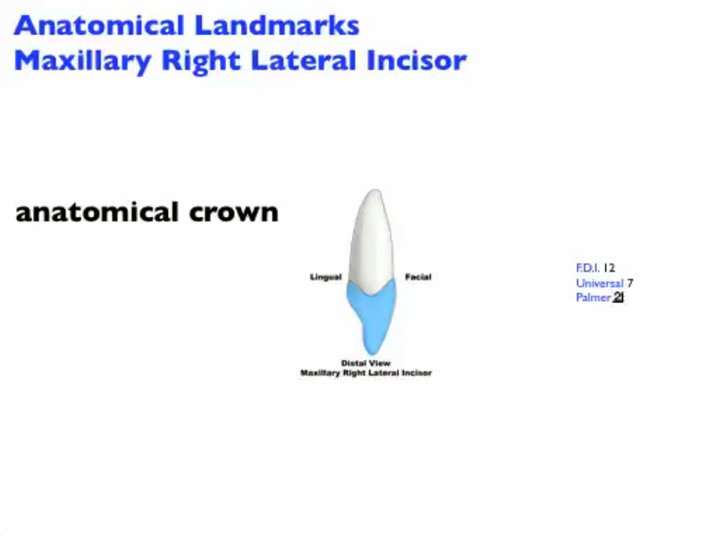 anatomical_landmarks_mx_lateral_incisor_D_Image.png