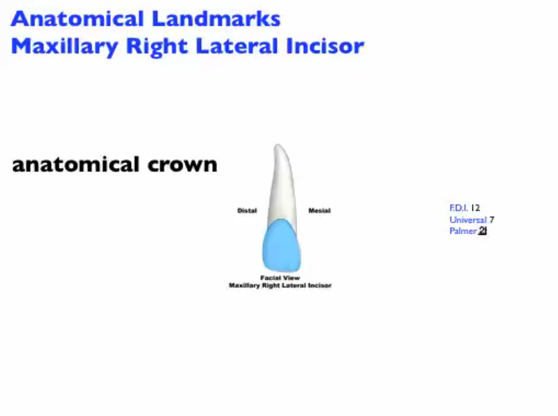 anatomical_landmarks_mx_lateral_incisor_F_Image.png