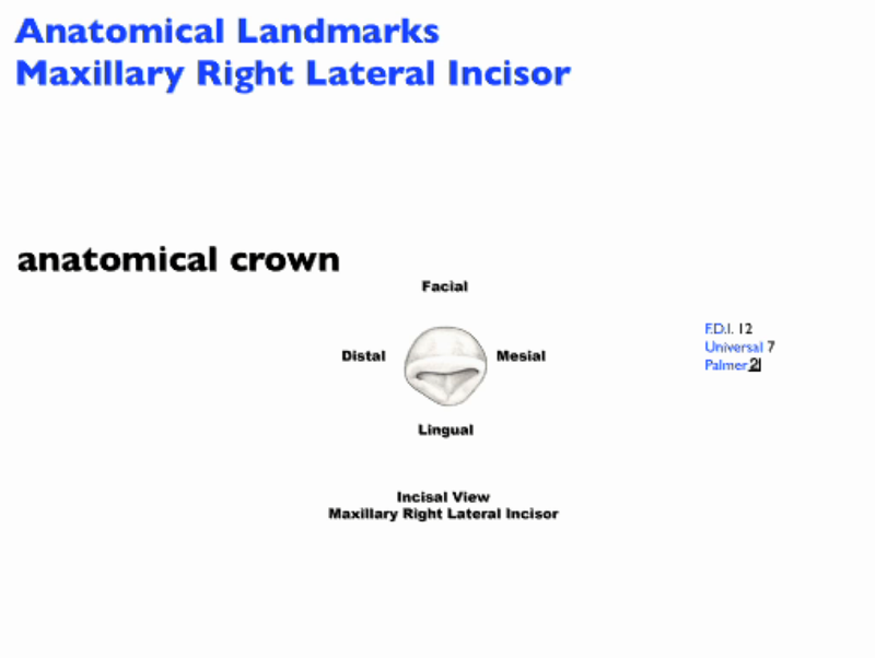 anatomical_landmarks_mx_lateral_incisor_Incisal_Image.png