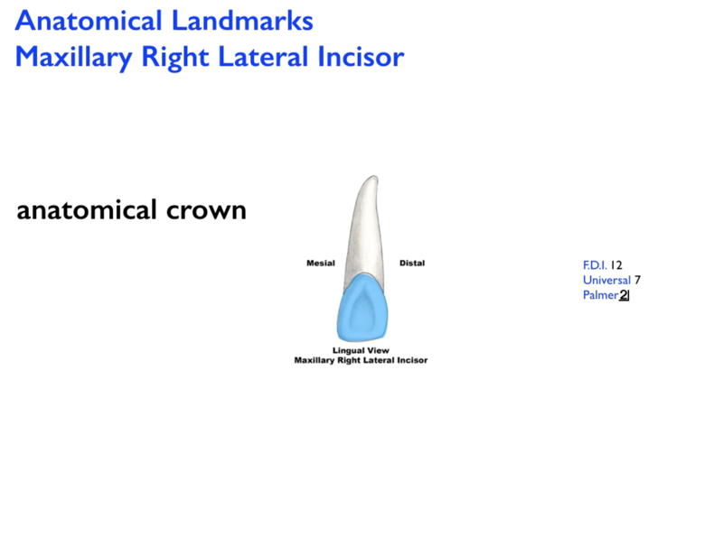 anatomical_landmarks_mx_lateral_incisor_L_Image.png