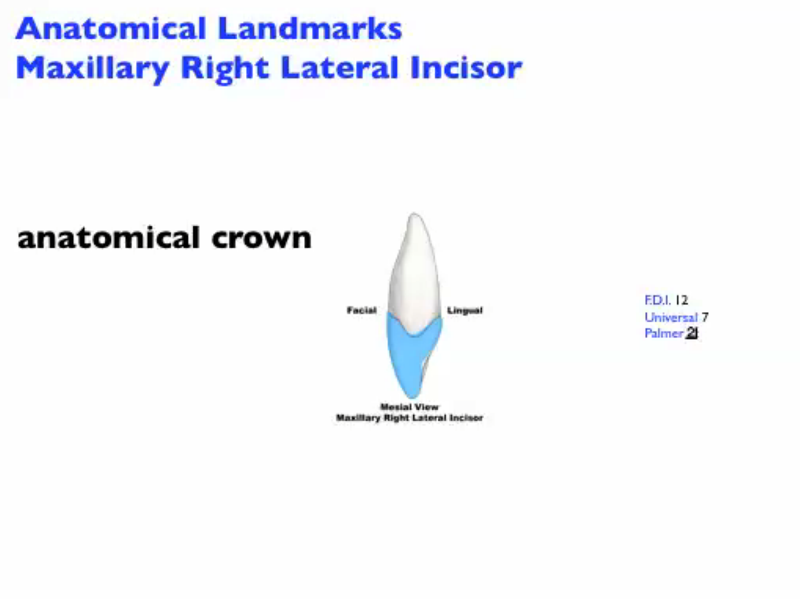 anatomical_landmarks_mx_lateral_incisor_M_Image.png